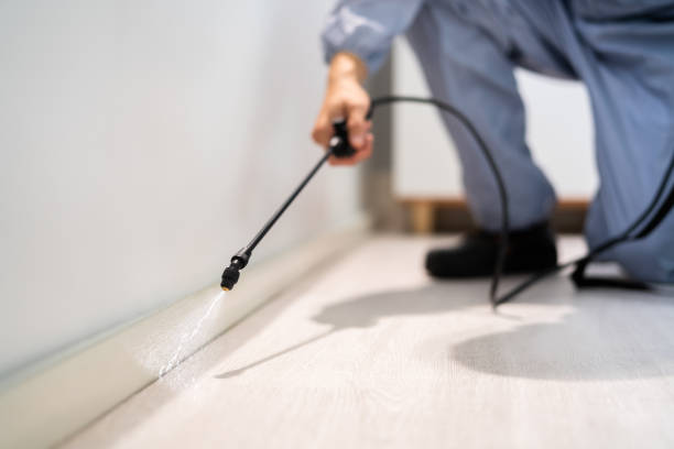 Licensed Termite Control service in Bradford, RI - Nex Pest Control