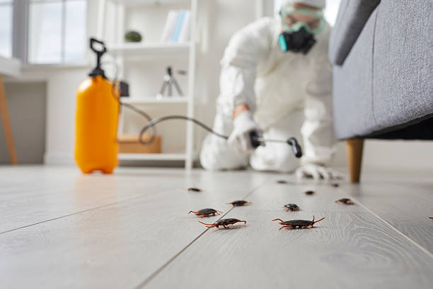 Affordable Termite Control solutions in Bradford, RI